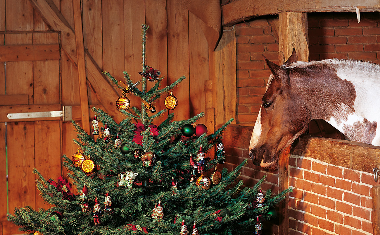 Weihnachten für Mensch und Tier