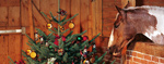 Weihnachten für Mensch und Tier