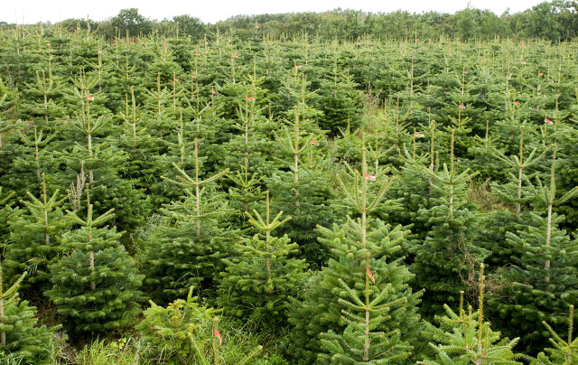 Wir sind viele und freuen uns auf Weihnachten